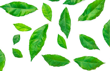 Very beautiful, fresh green leaves, Green leaf isolated on white background.
