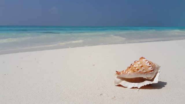 seashell in sands of caribbean sea