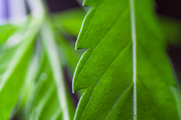 . Thematic photos of hemp and marijuana Green leaf of cannabis. background image. Bright green leaves of marijuana close-up with a distinct pattern and texture.