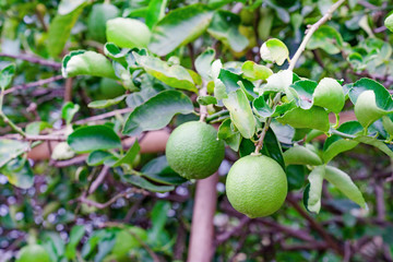 lemon tree in garden
