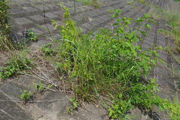 コンクリート護岸から生えている雑草
