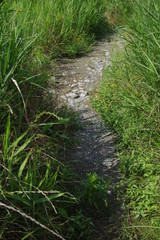 雑草の中の小道