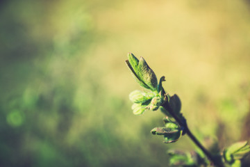 Honeysuckle branch with new green leaves. Selective focus. Shallow depth of field. 