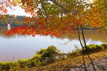 Bright color of trees and leaves in fall in suburban Falls Church, Virginia. Autumn landscape with fallen leaves and deciduous trees near water.