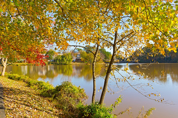 Autumn landscape with fallen leaves and deciduous trees near water. Bright color of trees and leaves in fall in suburban Falls Church, Virginia.