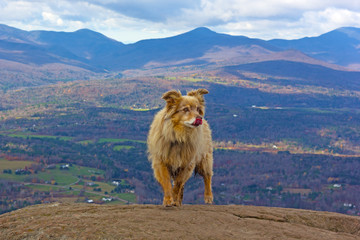 Fearless small dog on an edge of a cliff. Autumn mountainous landscape in Vermont, USA.