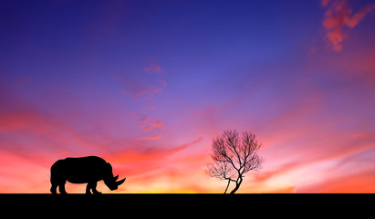 Amazing sunset and sunrise.Panorama silhouette tree in africa with sunset.Tree silhouetted against a setting sun.Dark tree on open field dramatic sunrise.Safari theme.