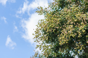 Outdoor blue sky with white clouds and eucalyptus leaves and fruits，Koelreuteria paniculata Laxm