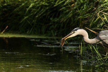 Graureiher (Ardea cinerea) beim fressen im Naturschutzgebiet Niedermoorwiesen in Berlin 
