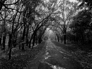 road in forest || black & white