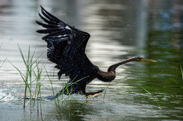 The black bird under the lake © nanoagency