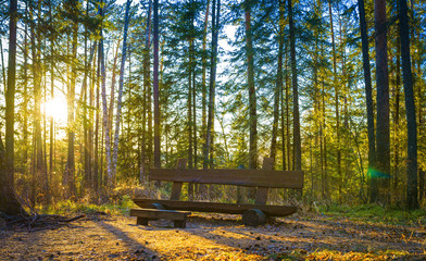 Fototapeta premium bench in park at su.set
