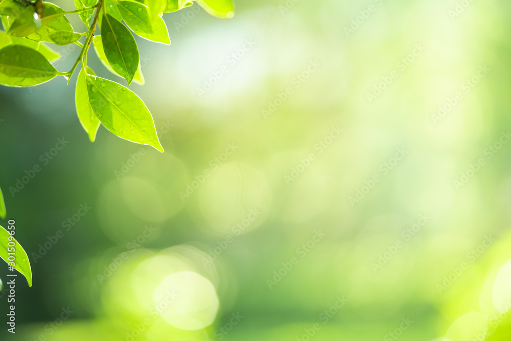 Wall mural green leaf with beautiful bokeh. nature and fresh background with copy space for text concept.