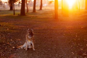 German shepherd dog sitting on the edge of the forest in the sunset