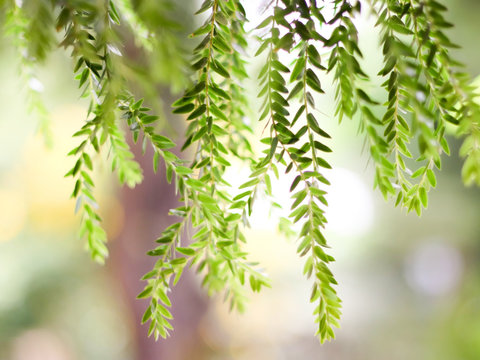 Blurred image of  huperzia leaves  hanging