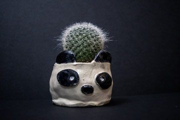 handmade clay panda planter with cute cactus plant in it. pottery, craft.