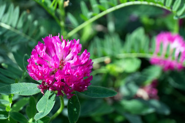 Clover flowers. Pink large inflorescences grow in the wild against the background of green grass. Macro photo.