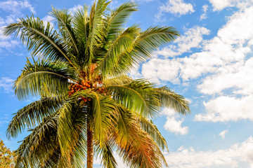 Fototapeta premium Palm tree in bright daylight against a blue sky with white clouds