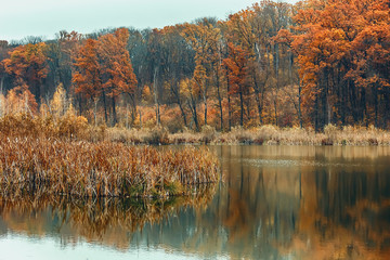 Autumn lake with trees with golden leaves in the fall. Fall Beautiful autumn nature.selective focus