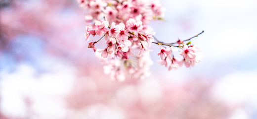 Cherry Blossoms, Cornwall Park, Auckland, New Zealand