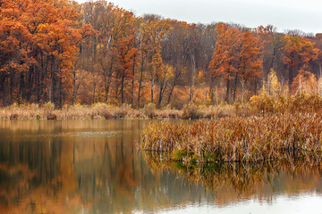 Autumn lake with trees with golden leaves in the fall. Fall Beautiful autumn nature