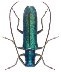 Agapanthia intermedia is a species of longhorn beetles of the subfamily Lamiinae. Isolated longhorn...