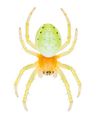 The Araniella opisthographa spiders is a species of orb weaver in the spider family Araneidae. Dorsal view of yellow spider isolated on white background.