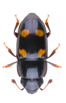 Glischrochilus hortensis is a species of beetle in the genus Glischrochilus of the family Nitidulidae. Close-up of isolated sap-beetle on white background.