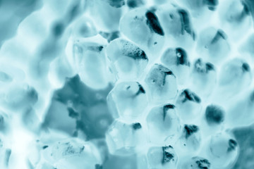 bacteria or cells under the microscope. Multiplication of bacteria or infection