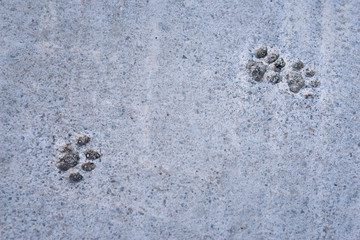 Footprints on the street of Chefchaouen