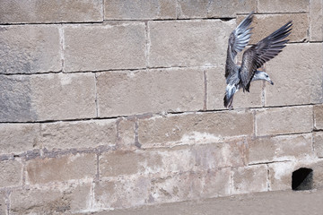 Seagull with spread out wings against a brick wall.