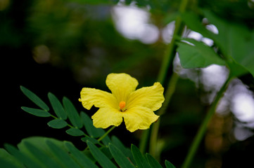 yellow flower