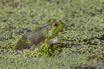 American bullfrog (Lithobates catesbeianus) sitting in the pond, Iowa, USA