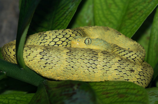 Green bush viper, Atheris squamigera