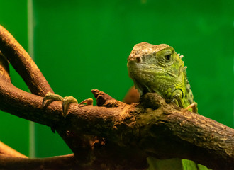 A lizard with huge claws climbs a tree on a green background.