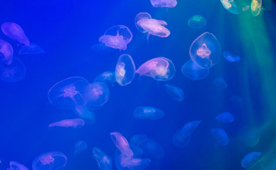 Fototapeta na wymiar Amazing jellyfish creatures in the deep sea.