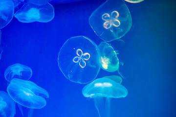 Amazing jellyfish creatures in the deep sea.