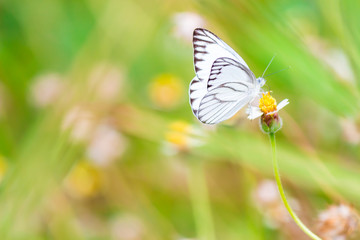 Close up Common tiger Butterfly feeding petals grass flowers in flower garden on summer.