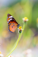 Fototapeta premium Close up Common tiger Butterfly feeding petals grass flowers in flower garden on summer.