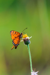 Close up Common tiger Butterfly feeding petals grass flowers in flower garden on summer.
