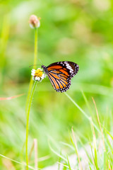Close up Common tiger Butterfly feeding petals grass flowers in flower garden on summer.