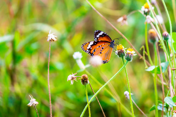 Close up Common tiger Butterfly feeding petals grass flowers in flower garden on summer.