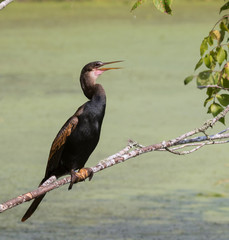 The anhinga (Anhinga anhinga) perched on the tree branch