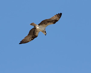 Ospray (Pandion haliatus)  Flying in Blue Sky, Galveston, Texas, USA