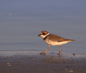 Semipalmated plover (Charadrius semipalmatus) running on the sand beach in the sunset light, Galveston, Texas, USA