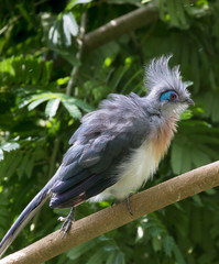 Crested Coua perched on the tree branch