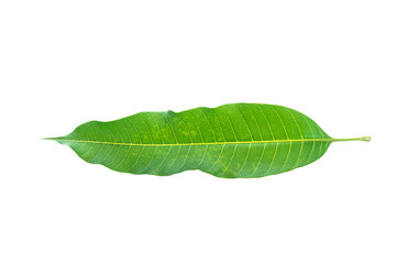 fresh Mango leaves isolated on white background.clipping path.