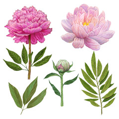 elements of peony flowers .illustration on isolated white background