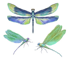 dragonflies illustration painting