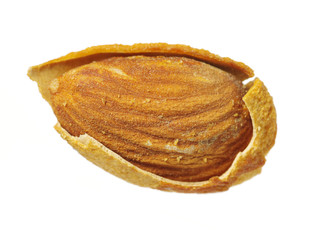 apricot kernel isolated on white background